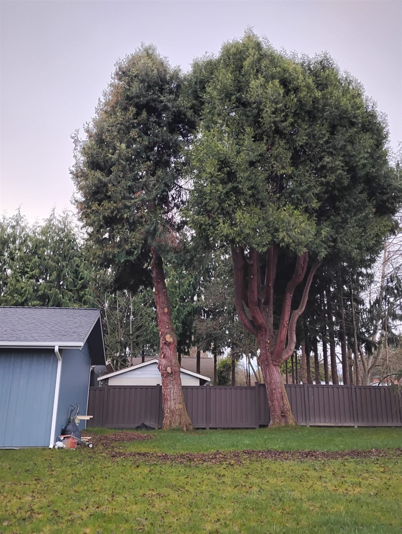 Two dense multi-stem cedars standing in a lawn beside a brown fence and blue shed