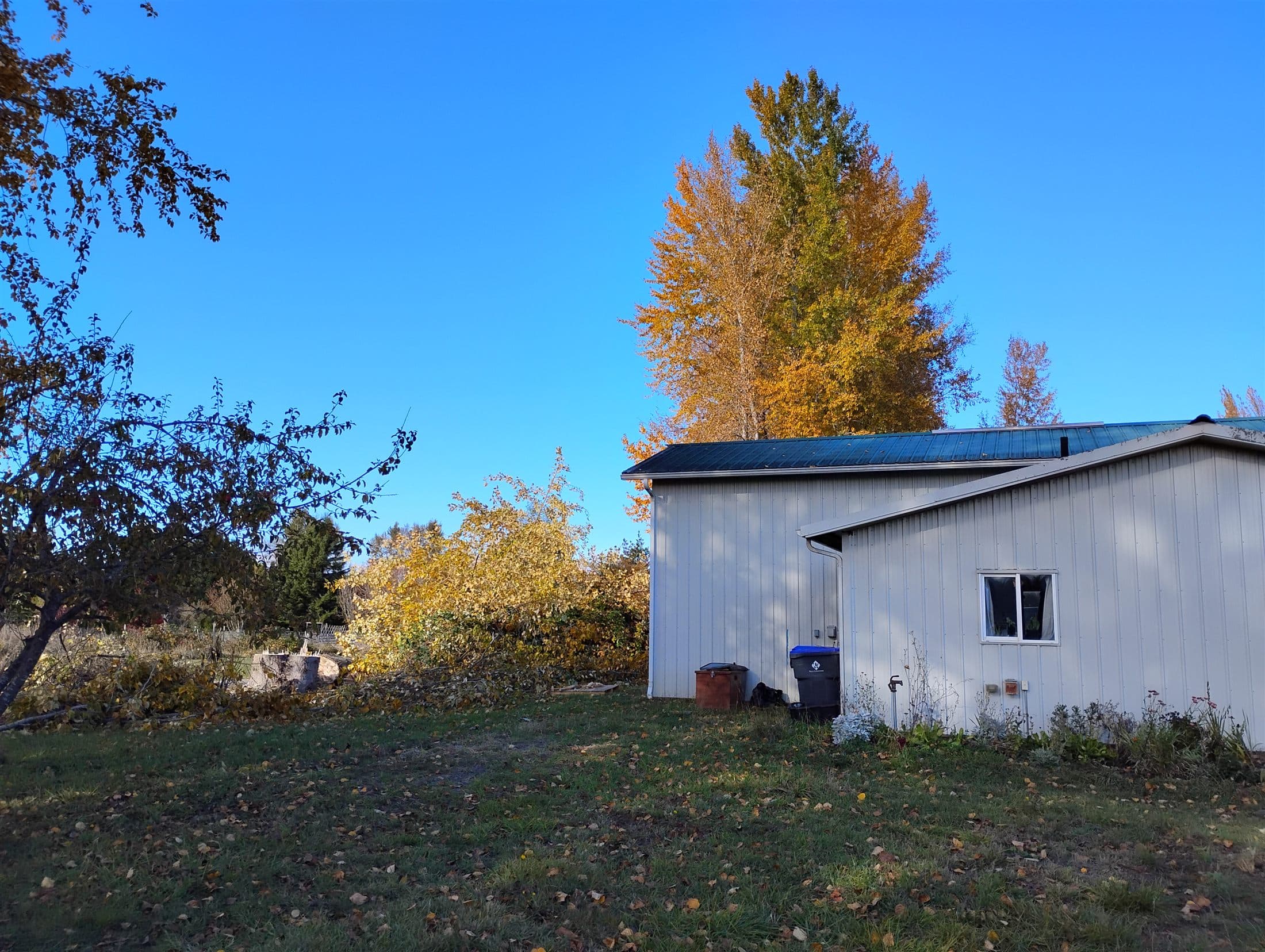 The same outbuilding with the cottonwood removed, fresh stump and brush staged at left