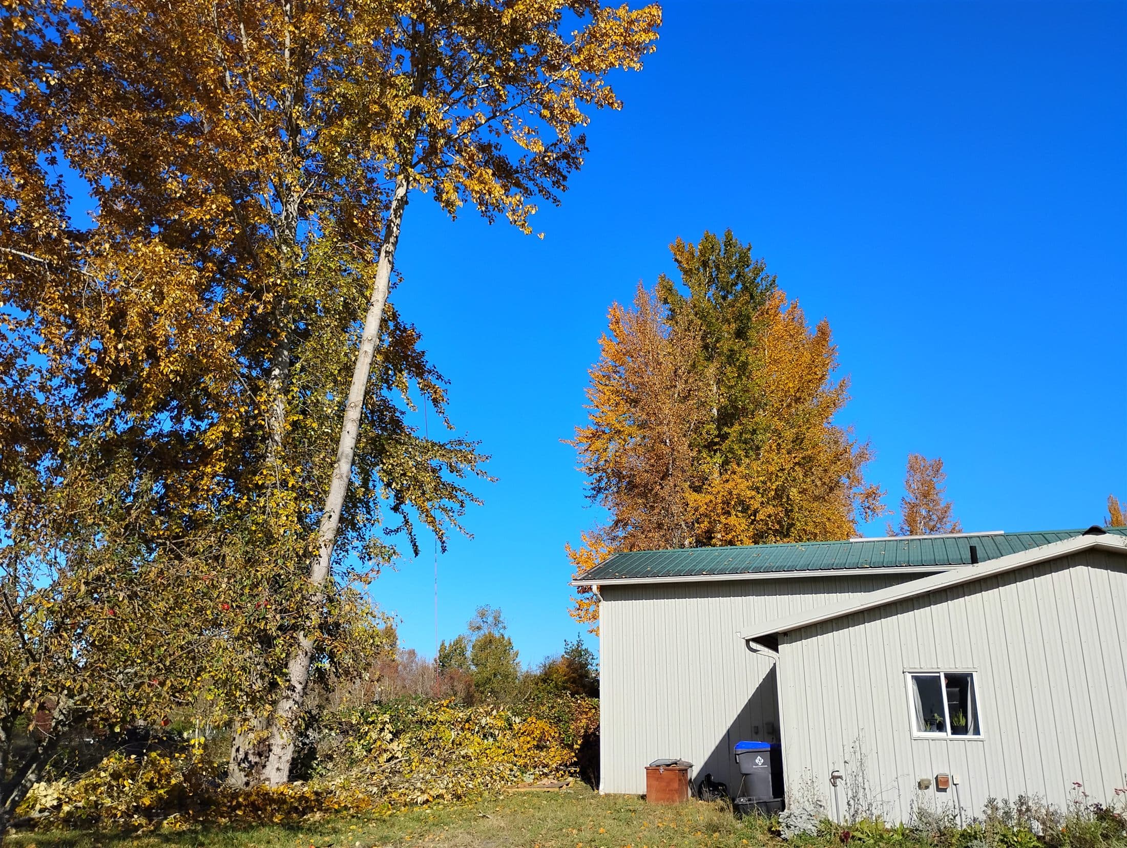 Tall cottonwood in fall color leaning toward a metal outbuilding, throwline set in the trunk