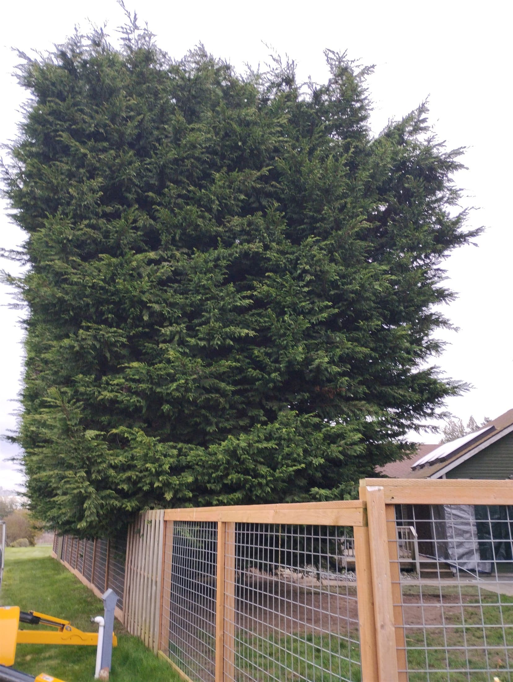 Massive dense cypress towering over a fenced chicken run