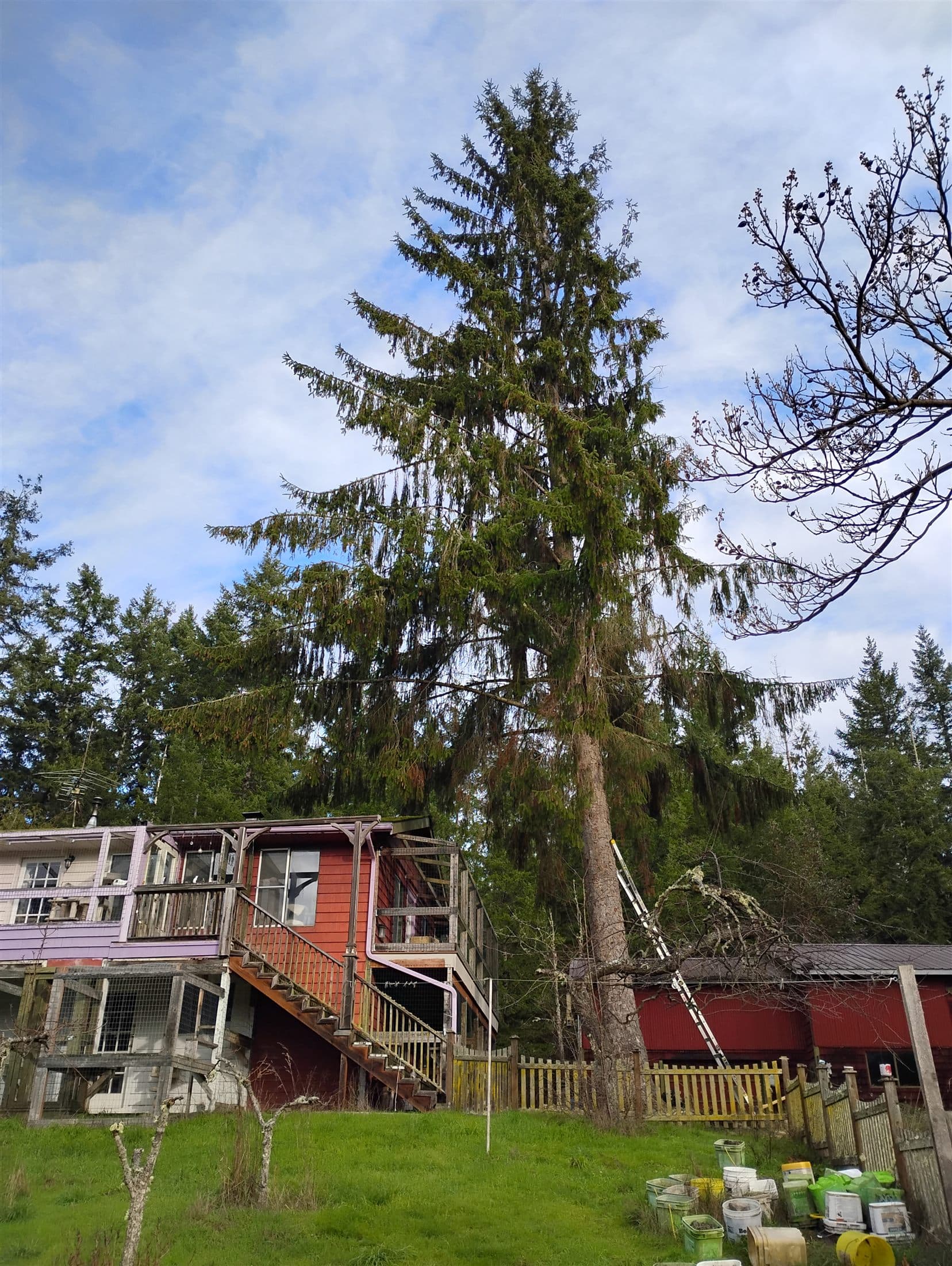 Tall fir with a hard lean standing over a red farmhouse, ladder staged at its base