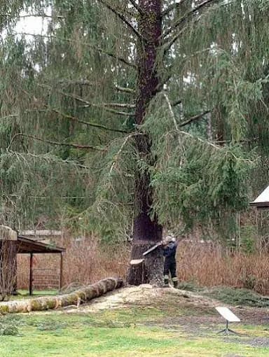 Sawyer at the base of a large fir making the back cut, first log already down