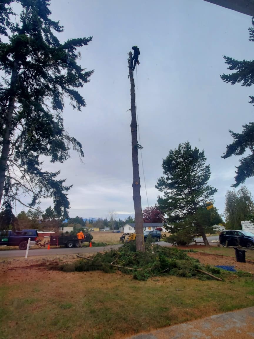 Climber at the top of a fully limbed fir spar, brush piled below and chip truck across the street