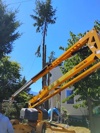 Towable boom lift set up under a tall fir beside a house