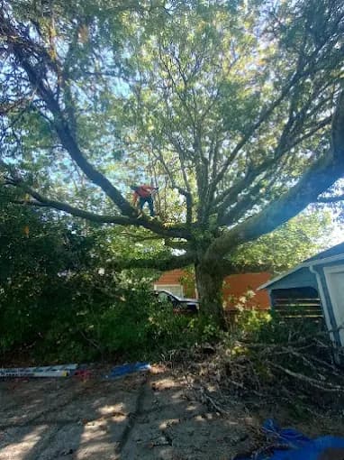 Climber working high in a wide oak canopy above a patio