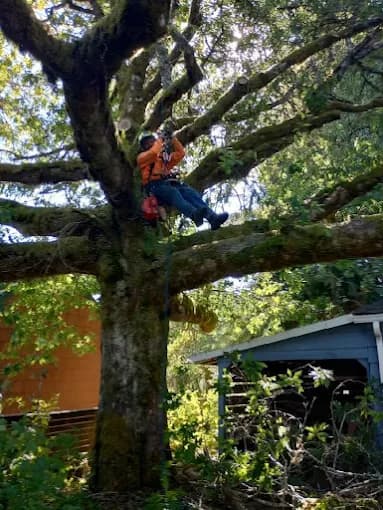 Climber standing in the main union of a broad oak over a backyard shed