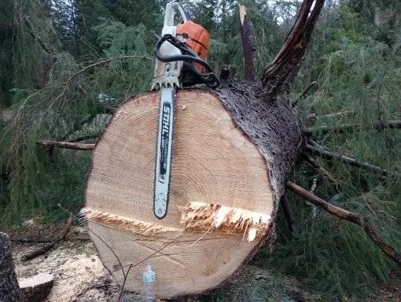 Chainsaw on the massive round of a fir with a split face showing why it came down