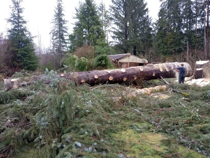Full-length fir on the ground in a clearing, sawyer starting to buck it to length