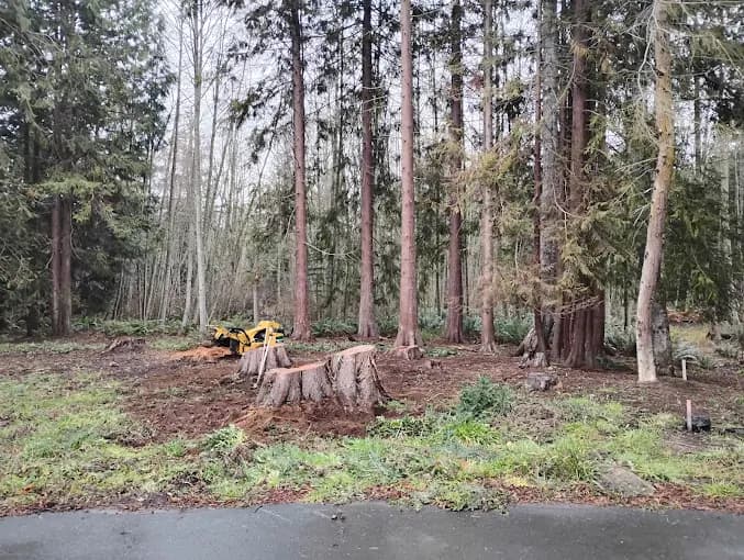 Thinned stand of firs and cedars with low stumps and opened understory