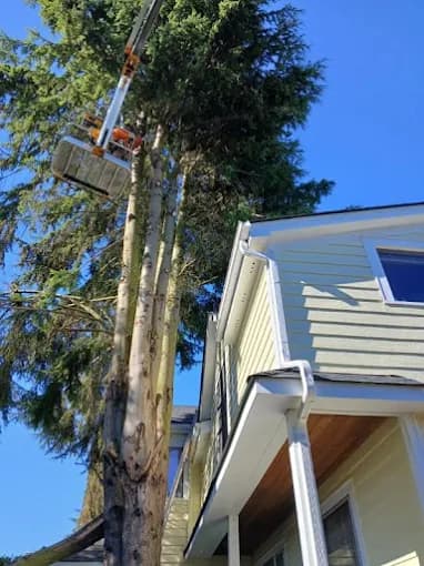 Boom lift bucket high against twin fir stems beside a yellow house