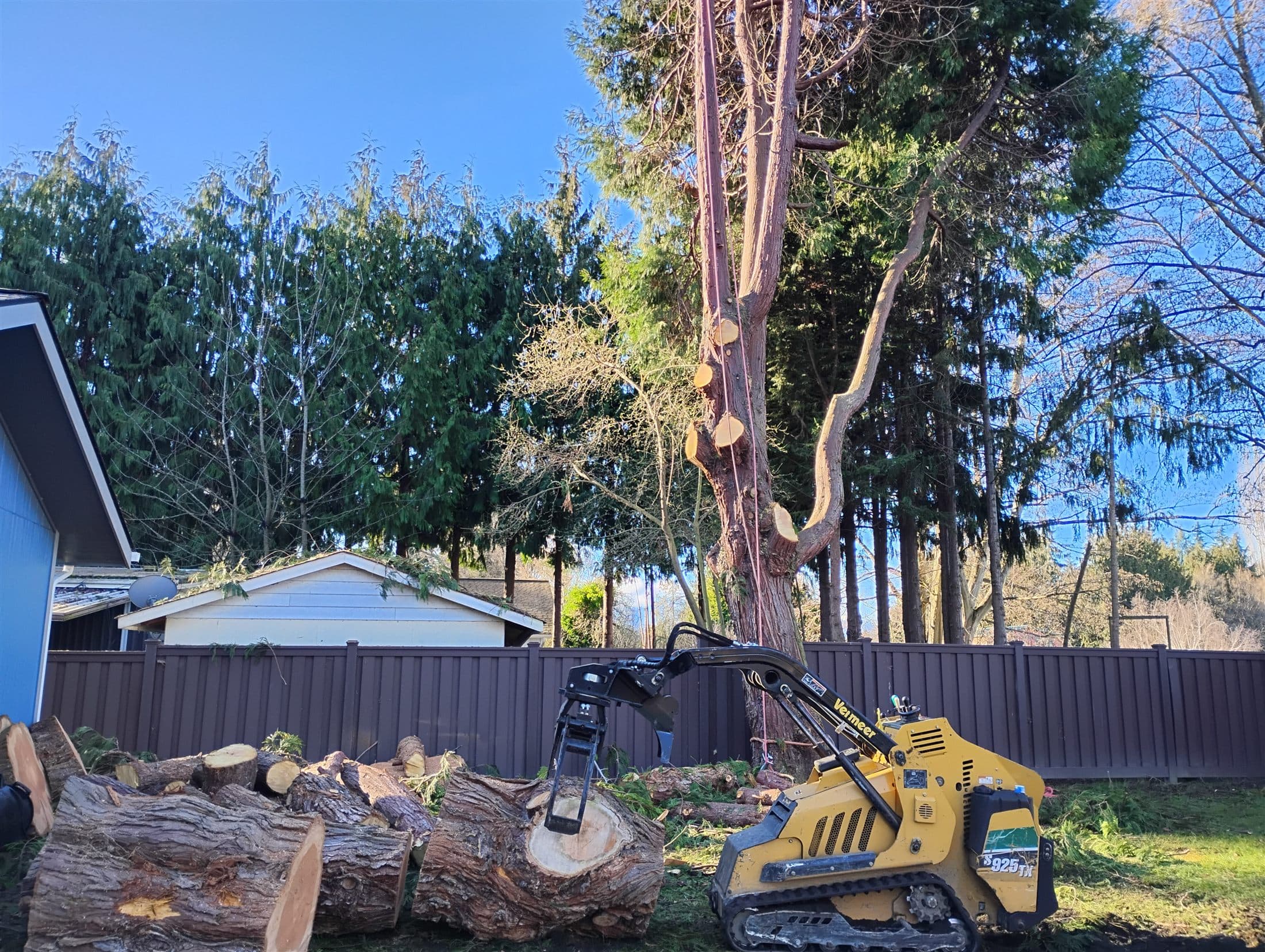 Cedar stripped to a spar with rigging lines set, mini loader staging rounds by a backyard fence