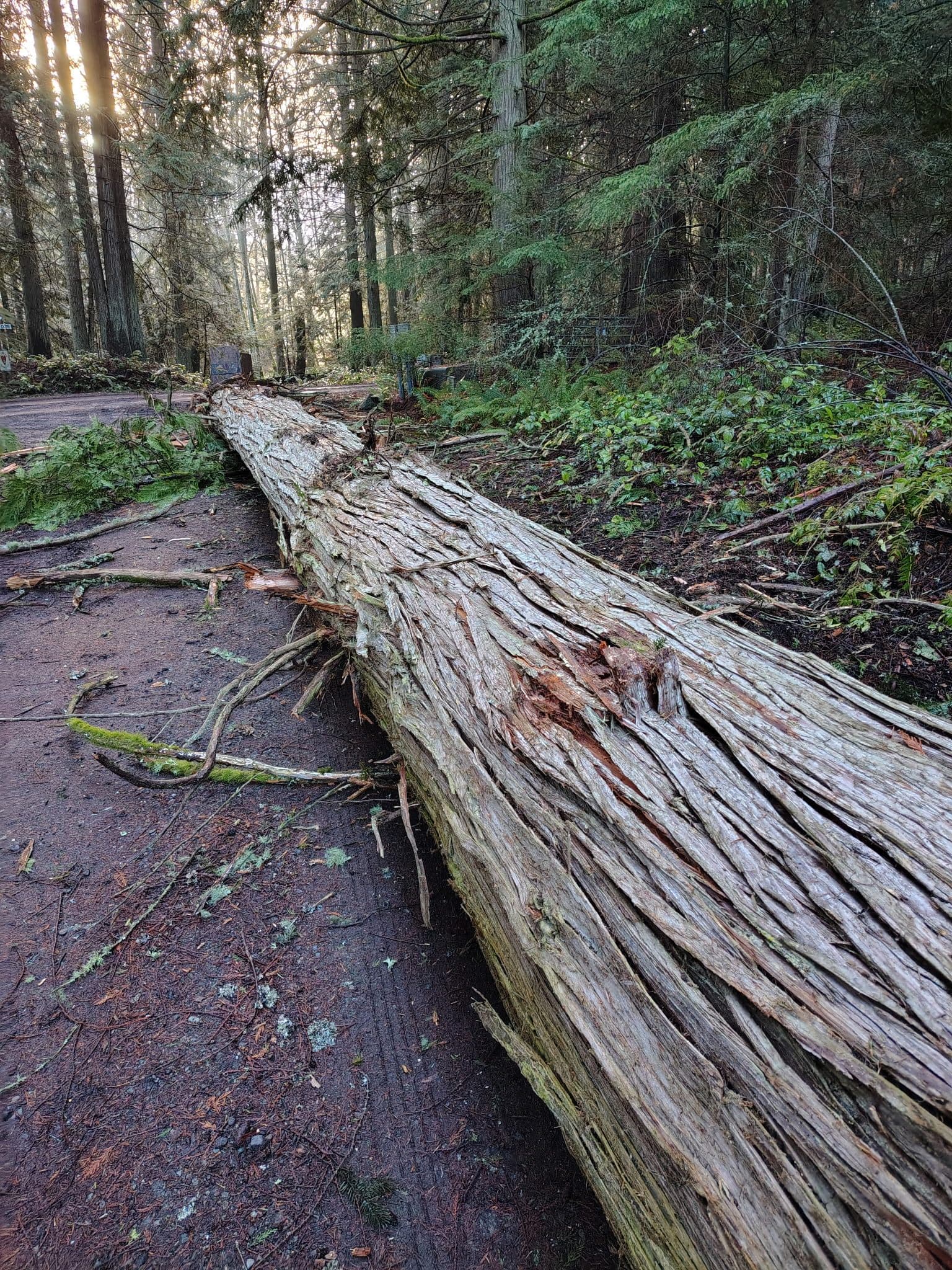 Large cedar lying the full length of a gravel drive through timber