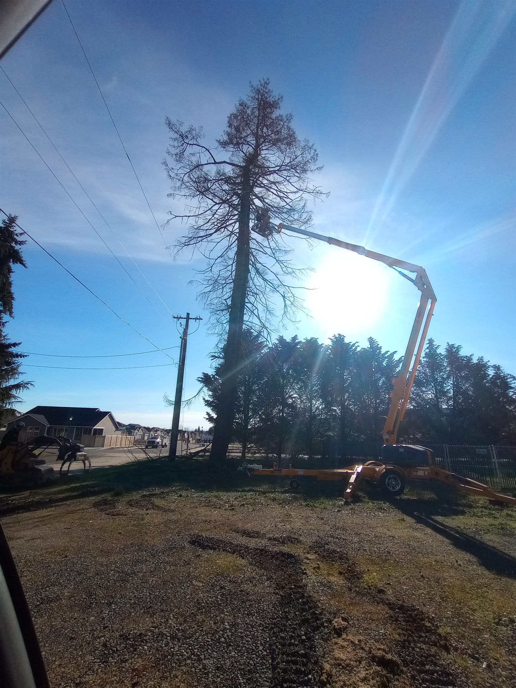 Towable boom lift reaching into the bare crown of a roadside tree near power lines