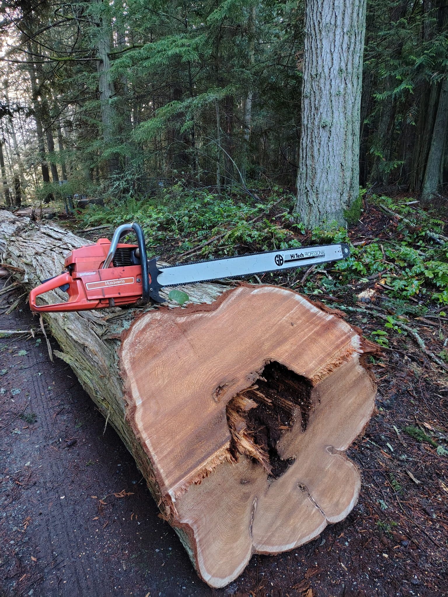 Chainsaw resting on the cut round of a large cedar with a rotted hollow core