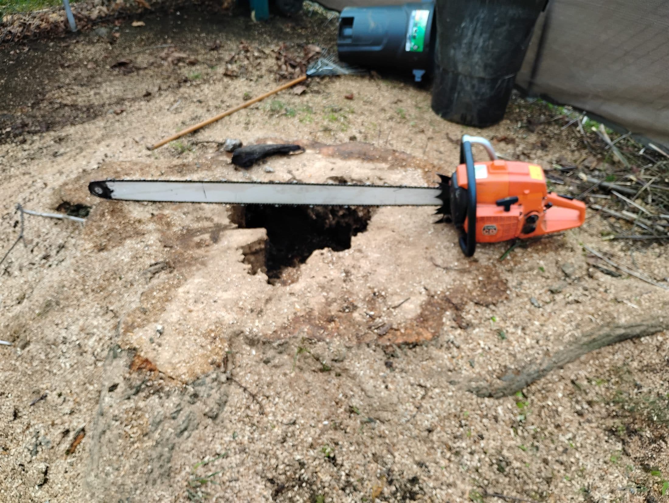 Wide stump cut flush at grade with a hollow rotted center, long-bar saw across it