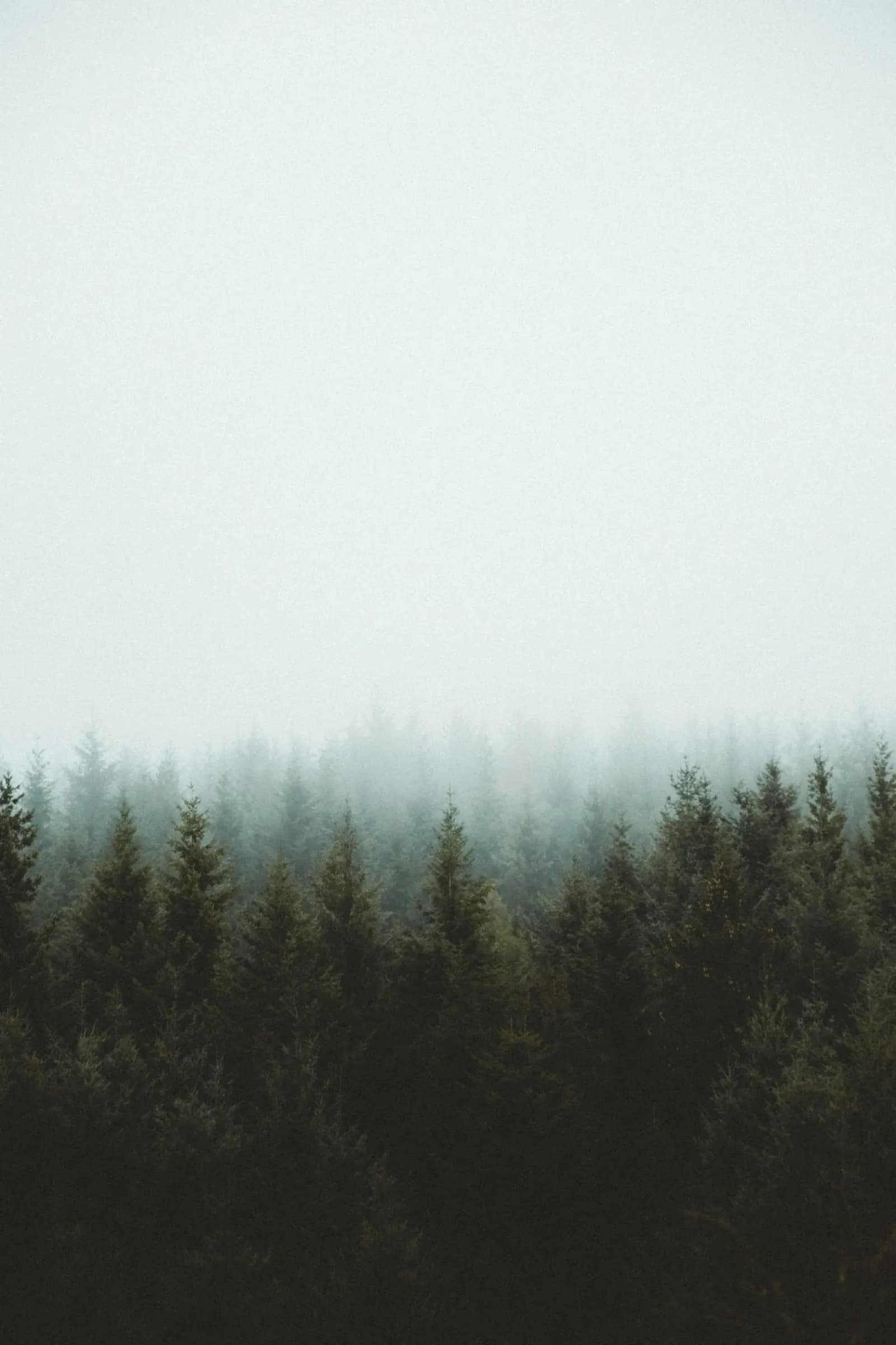 Fog settling into a dense stand of Douglas fir