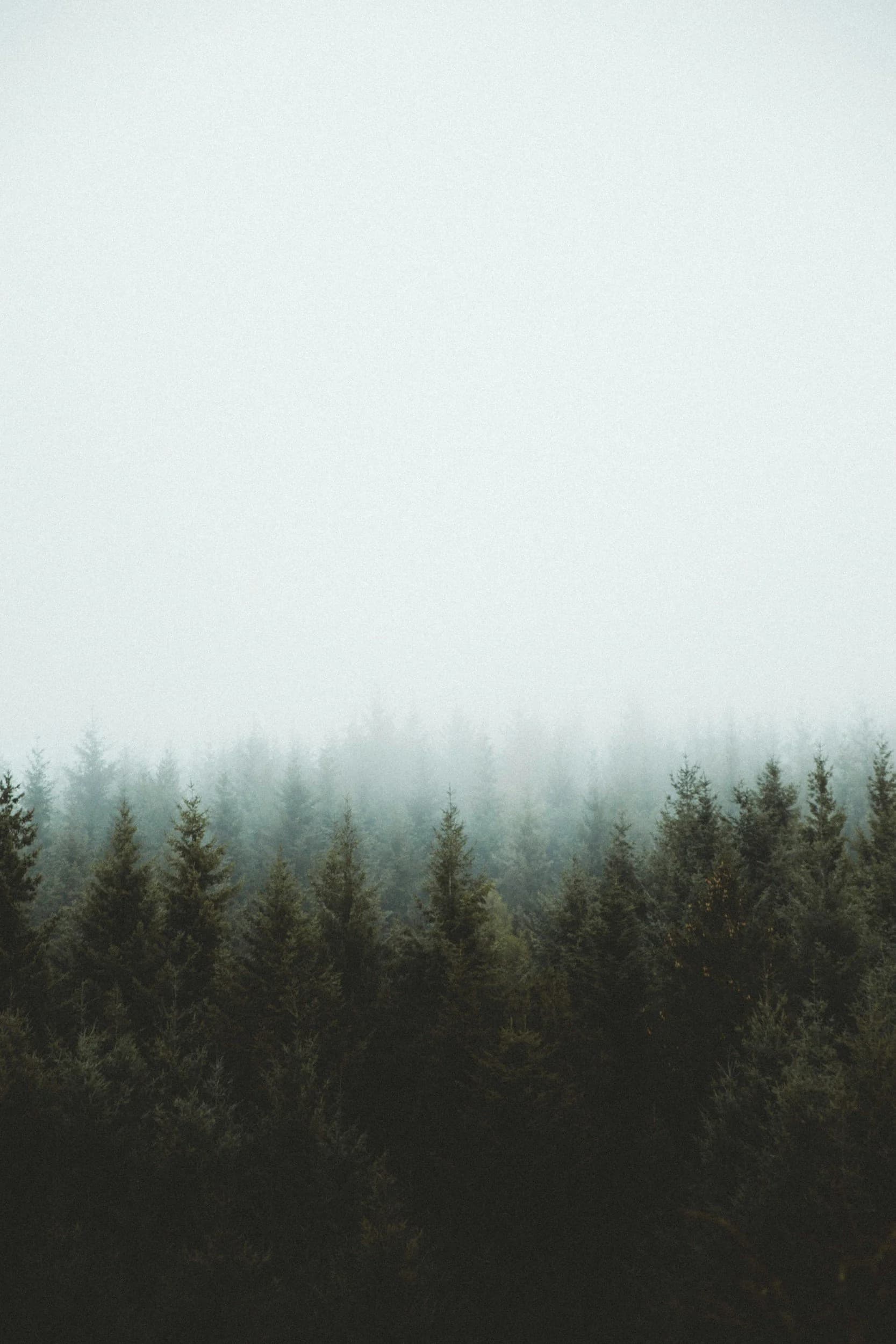 Fog settling into a dense stand of Douglas fir