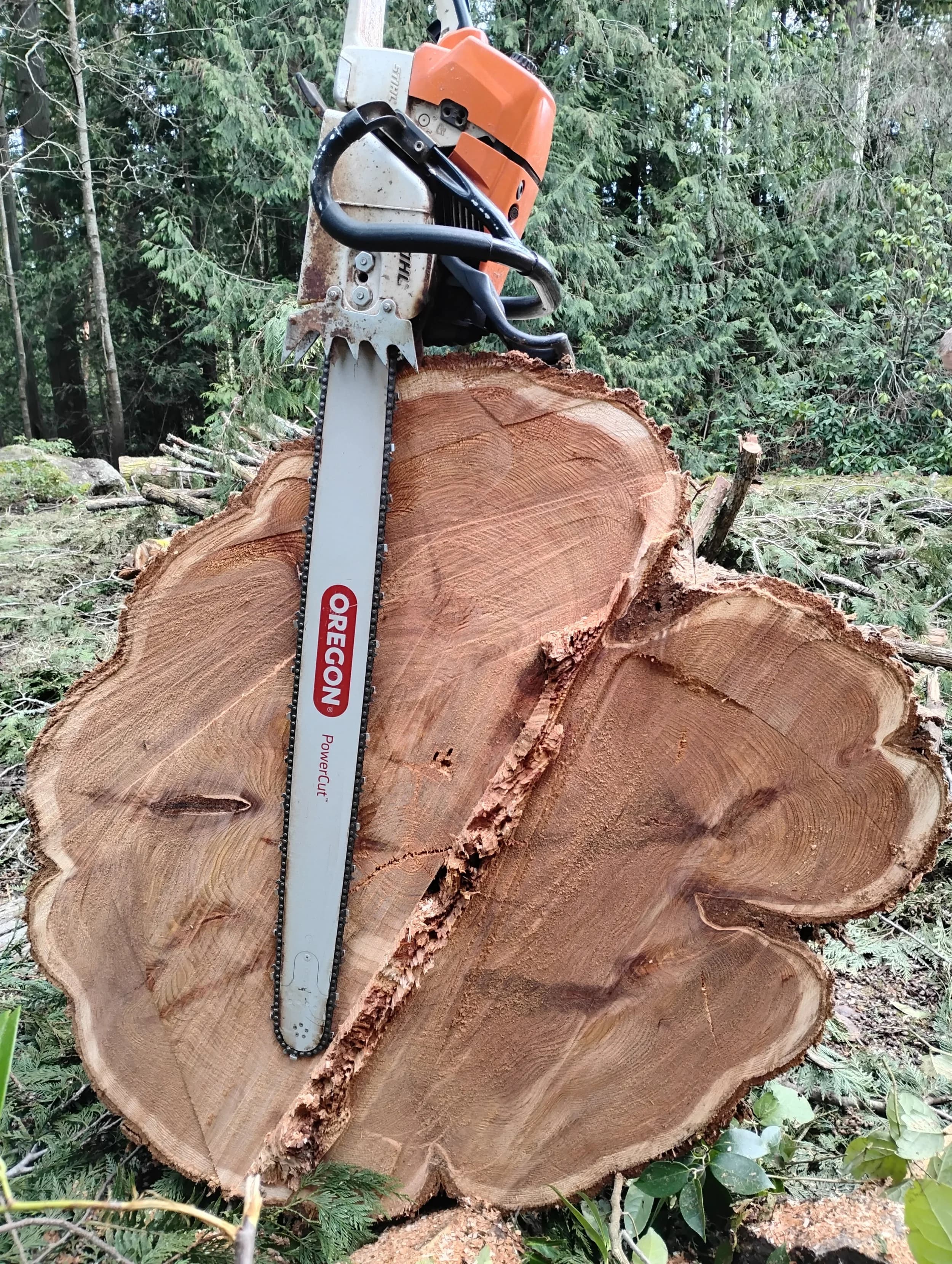 Chainsaw with a long bar resting on the fresh-cut round of a large fir