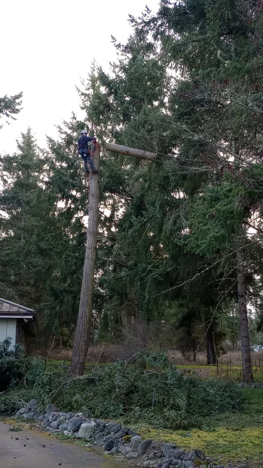 Arborist on rope high on a limbed fir trunk beside a home, sectioning the top out with debris staged below