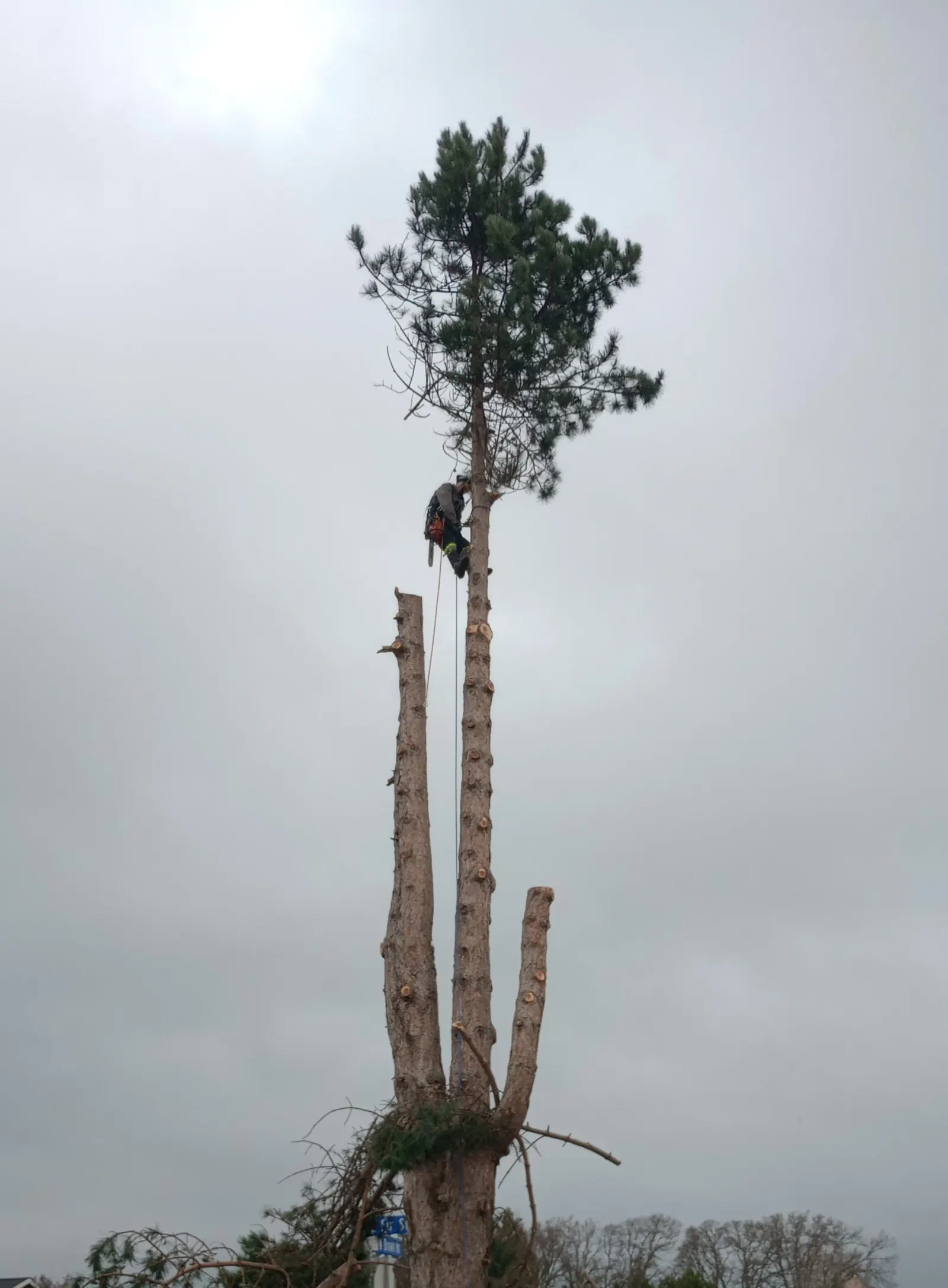 Climber near the top of a tall pine, taking it down in sections next to two already-topped trunks
