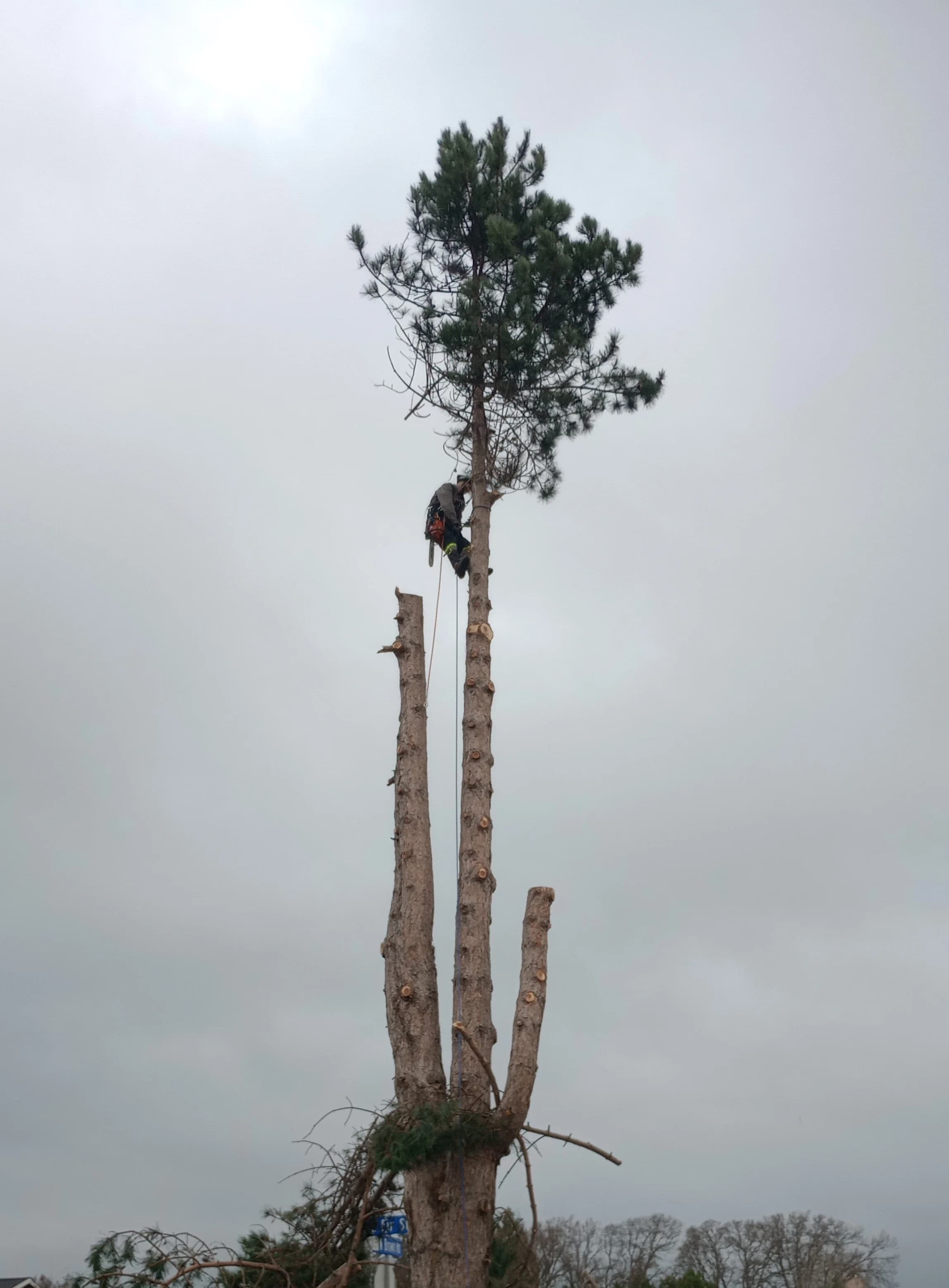 Climber near the top of a tall pine, taking it down in sections next to two already-topped trunks