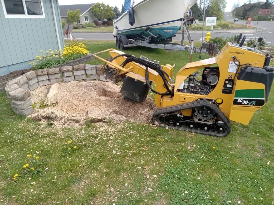 Tracked stump grinder working a stump below grade beside a garden wall, chips filling the bed